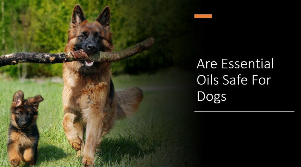 Are Essential Oils Safe For Dogs